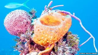 Bọt biển  “bảo mẫu” của các rạn san hô