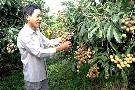 Bảo vệ vườn cây ăn trái 
trong mùa mưa lũ