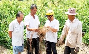 Dây thuốc cá bén rễ đất U Minh