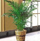 10 “máy lọc không khí” từ thiên nhiên