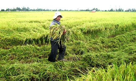 Chung sức nhân rộng mô hình 
“Cánh đồng lớn”
