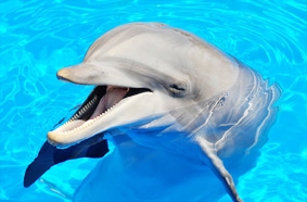 Chế tạo radar cứu hộ mới lấy cảm hứng từ cá heo