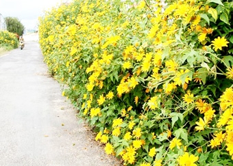 Ba Vì- mùa vàng hoa quỳ