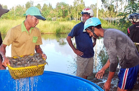Cần thận trọng cho vụ nuôi mới