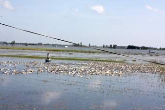 Lũ về ở Kiên Giang