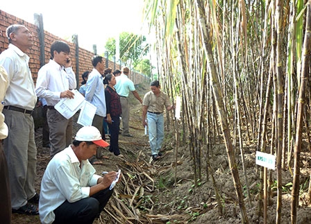 Giống mía K95-84 
được nhiều nông dân bình chọn