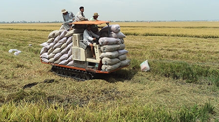 Ứng dụng khoa học công nghệ 
và tính liên kết trong phát triển nông nghiệp