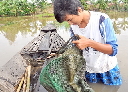 Khi mùa nước nổi 
không còn nhiều tôm, cá