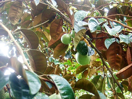 Vú sữa tím: Tín hiệu vui cho nhà vườn