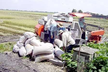 Không để nông dân 
“tự bơi” trong sản xuất