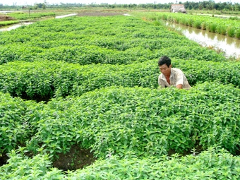 Hướng đến nền kinh tế 
xanh, bền vững