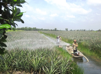 Cây khóm trên vùng đất phèn - mặn Tân Phước