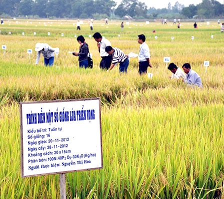 Chuyển hướng sản xuất giống lúa theo nhu cầu thị trường