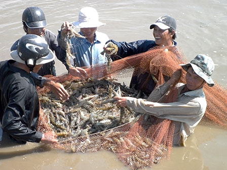 Chuẩn bị tốt cho 
vụ tôm nước lợ 2014