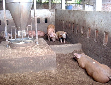 Hiệu quả cao từ mô hình chăn nuôi 
heo trên đệm lót sinh học