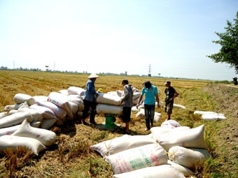 Đề xuất cơ sở khoa học xác định 
giá thành sản xuất lúa hàng hóa