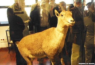 Nỗ lực tái sinh động vật 
tuyệt chủng