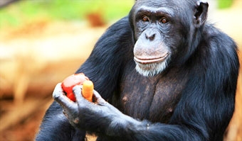 Khoa học lý giải sự khác biệt giữa người và động vật