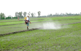 CHỌN GIỐNG TỐT, CANH TÁC 
ĐÚNG KỸ THUẬT ĐỂ SẢN XUẤT 
VỤ LÚA ĐÔNG XUÂN “ĂN CHẮC”