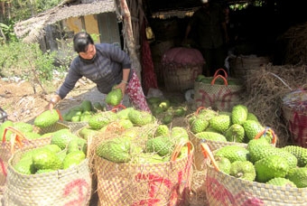 Hiệu quả cao từ cây mãng cầu xiêm
