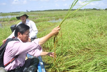 Hành trình cho cây lúa tương lai