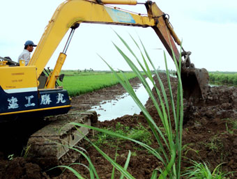Nông dân không còn mặn mà với cây mía