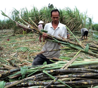 Nông dân không còn mặn mà với cây mía
