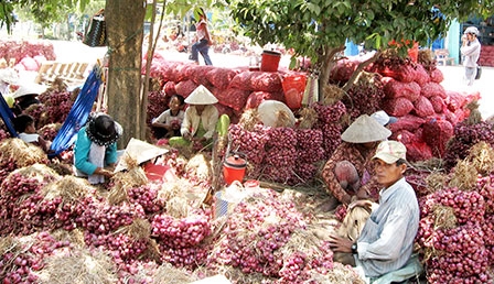 Liên kết phát huy tiềm năng, lợi thế cây màu