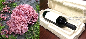 Nấm  vật liệu xanh của tương lai