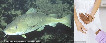 Da cá tuyết có thể chữa lành vết thương