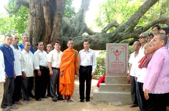 Độc đáo những cây cổ thụ ở An Giang