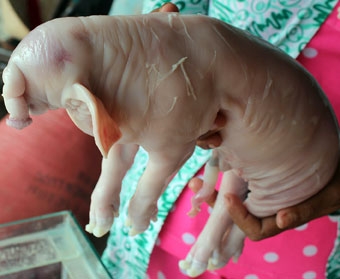 SÓC TRĂNG: Heo con có vòi như voi