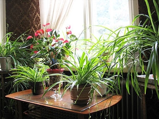 Cây cảnh giúp tăng năng suất lao động và khả năng sáng tạo