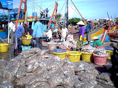 Làng nghề sơ chế hải sản vào vụ Tết