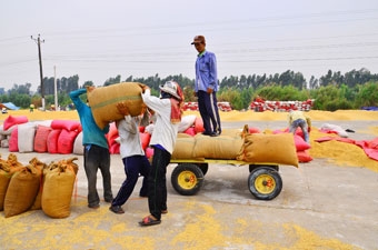 Đón lúa 
đông xuân 
chín sớm