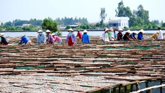 Cà Mau: Trúng mùa cá cơm cuối năm