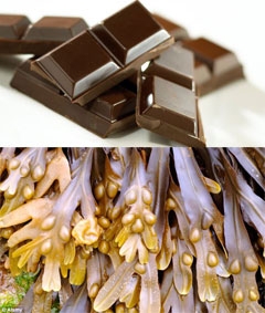 Sô-cô-la ít béo 
làm từ rong biển