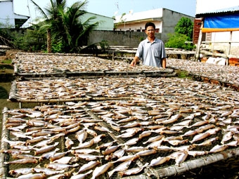 Làng nghề chế biến 
cá khô Bình Thắng vào xuân