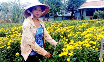Trồng hoa cúc Tiger thu nhập khá