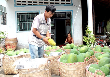 Cần lành mạnh hóa 
thị trường trái cây