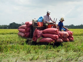 Sản lượng lúa phá kỷ lục, đạt hơn 1,37 triệu tấn
