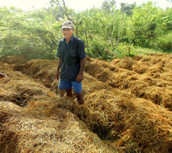 Làm giàu từ nghề trồng nấm rơm