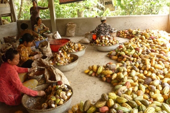 Trồng cây ca cao hiệu quả kinh tế cao