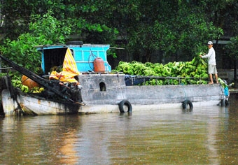 Thêm thu nhập từ cây chuối