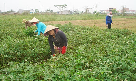 Nhiều giải pháp khắc phục hạn chế, khuyết điểm