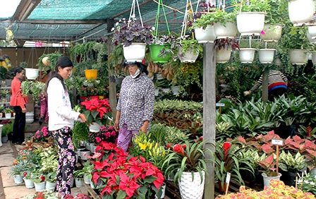 Đa dạng hoa kiểng Tết