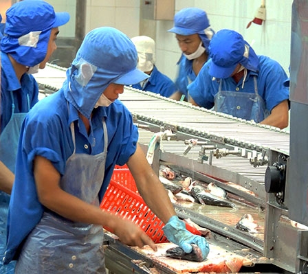 “Mở đường” cho con cá tra