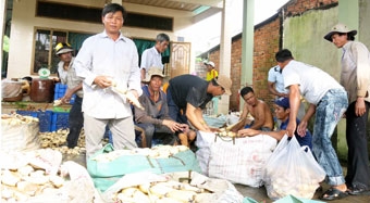 Trồng sen lấy củ lợi nhuận cao