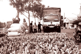 Đặc sản Tết khan hàng, 
hoa kiểng trúng giá !