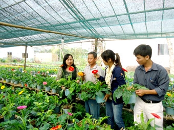Làng hoa kiểng Phó Thọ-Bà Bộ 
nhộn nhịp vào Xuân